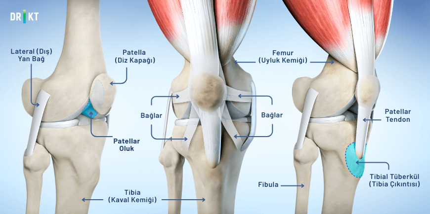 patella nedir- Diz kapağı anatomisi