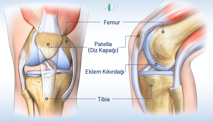 Patella, uyluk kemiği (femur) ve kaval kemiğinin (tibia) birleştiği diz ekleminin önünde bulunan diz kapağı kemiğidir
