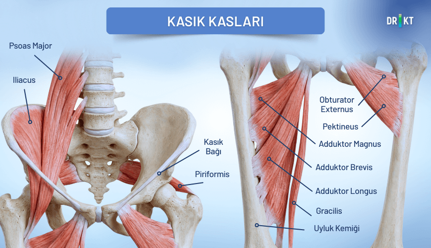 Ani hareketler sonucu kas liflerinin aşırı gerilmesi, kasıklarda ağrı ve hareket kısıtlılığına yol açabilir.