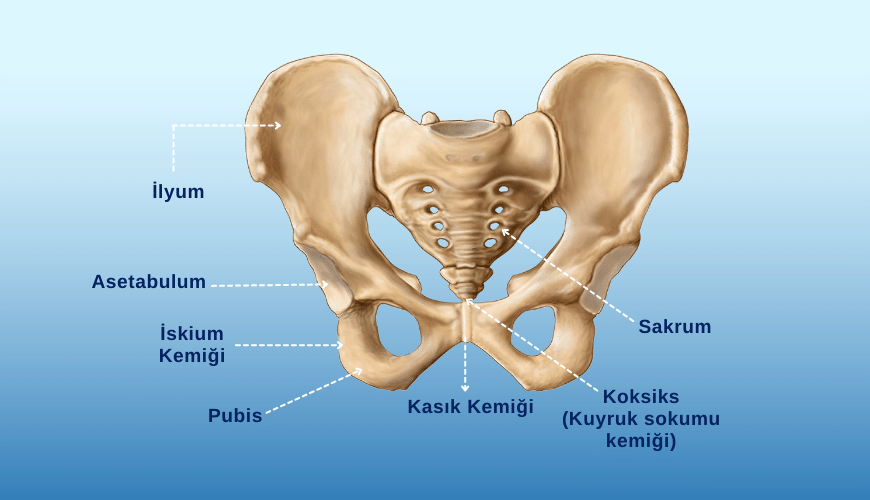 Pelvis Anatomisi