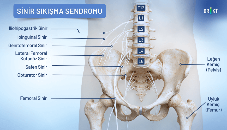 Pelvis bölgesinden geçen sinirlerin baskı altında kalması, uyuşma hissiyle beraber kasık ağrısı yaratabilir.
