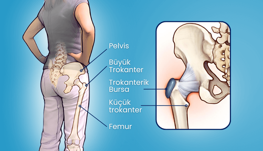 trokanter nedir?