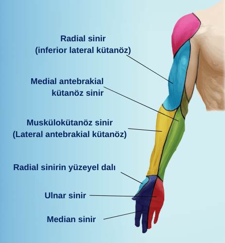 Ulnar (kırmızı bölge), Radial (mavi bölge) ve
Median (lacivert bölge) sinir bloklarının uyuşturduğu alanlar