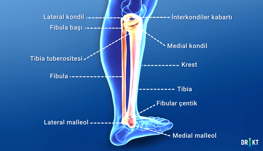 Yüksek tibial osteotomi ameliyatında tibia kemiğinin üst ucuna yakın bölgede işlem yapılır.